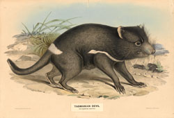 Illustration of Tasmanian Devil, the Faunal Emblem of Tasmania