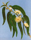 Tasmanian Blue gum, Floral emblem of Tasmania