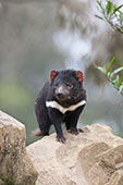 Tasmanian Devil on a rock
